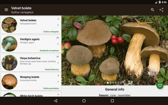 Book of mushrooms android App screenshot 6